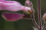 Eustis Lake beardtongue